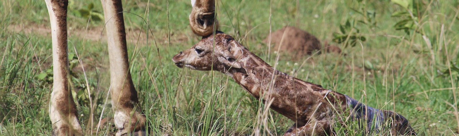 Nubian’s giraffe birth at Murchison Falls National Park