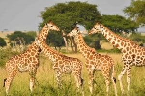 Uganda Giraffe Programme - GiraffeConservation.org