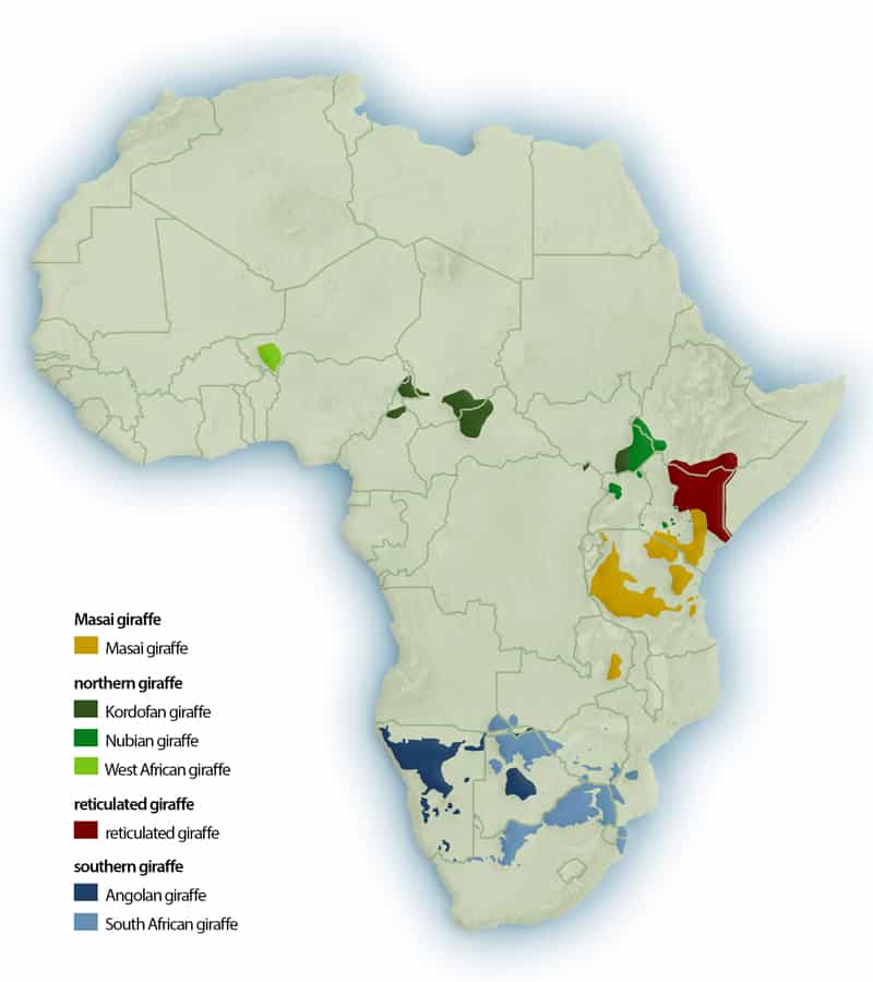 Distribution of giraffe species