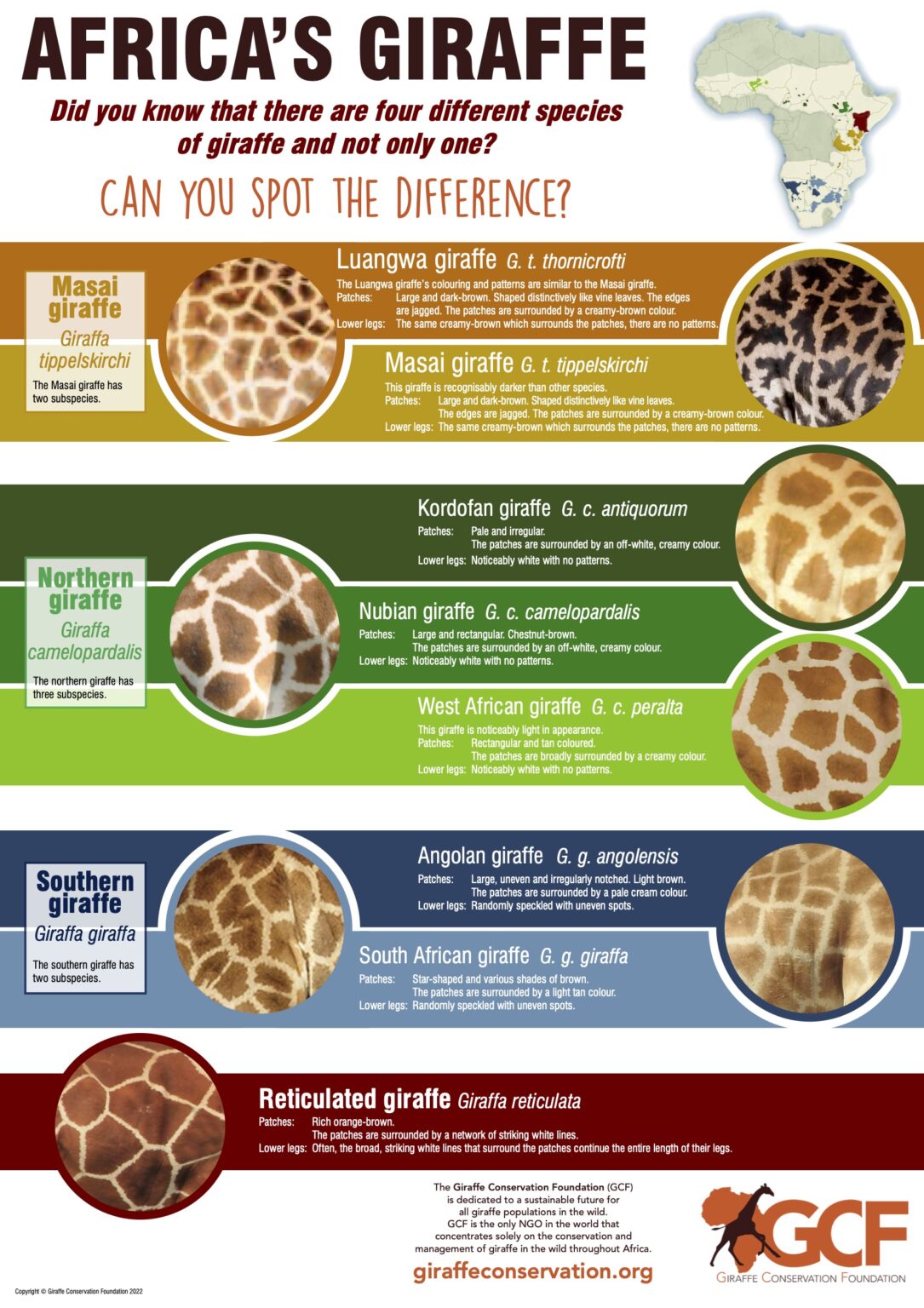 Poster Giraffe coat patterns Can you spot the difference? Giraffe