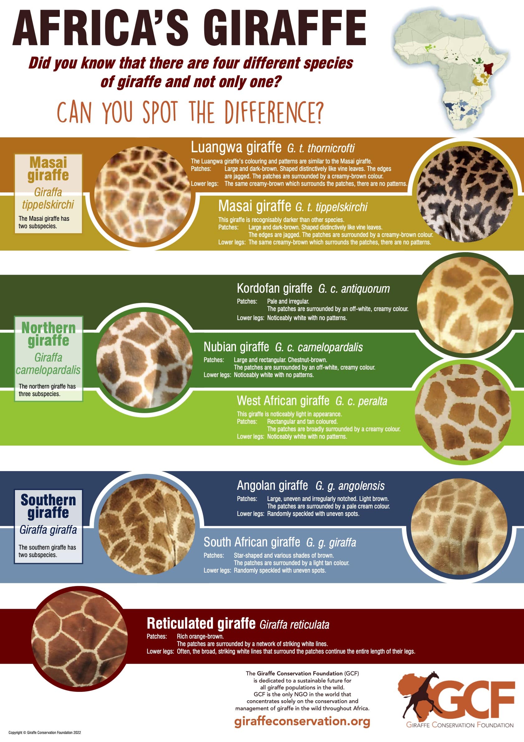Poster: Giraffe coat patterns – Can you spot the difference?