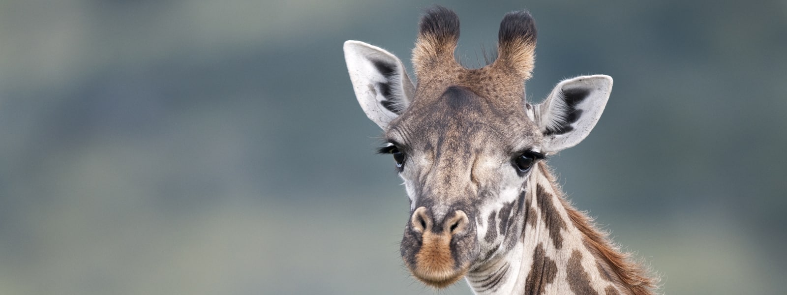 Genetic Analysis Uncovers Four Species of Giraffe, Not Just One
