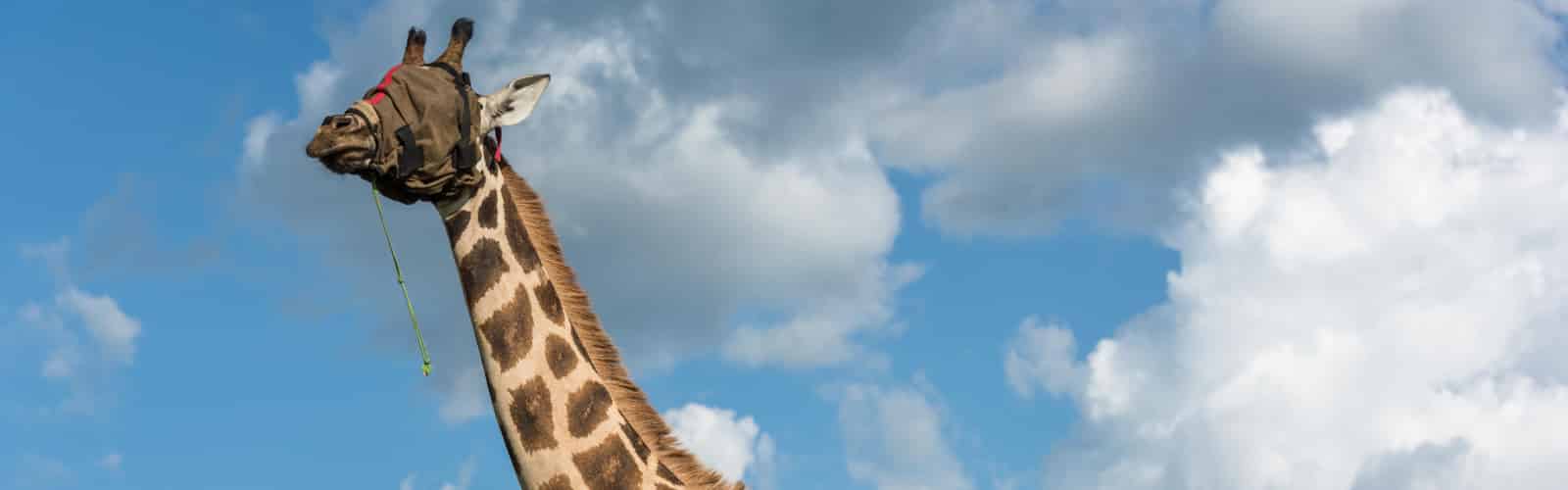 Operation Twiga II – Saving Uganda’s threatened Nubian giraffe