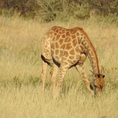 Grass_giraffe_sq