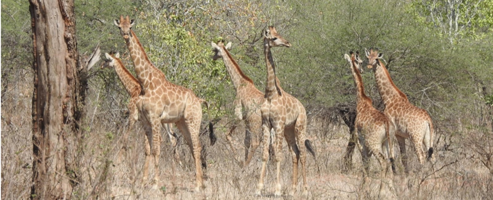 Malawi Gains New Giraffe Population