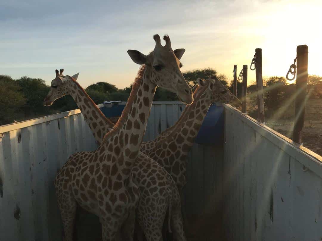 A Journey of Giraffe
