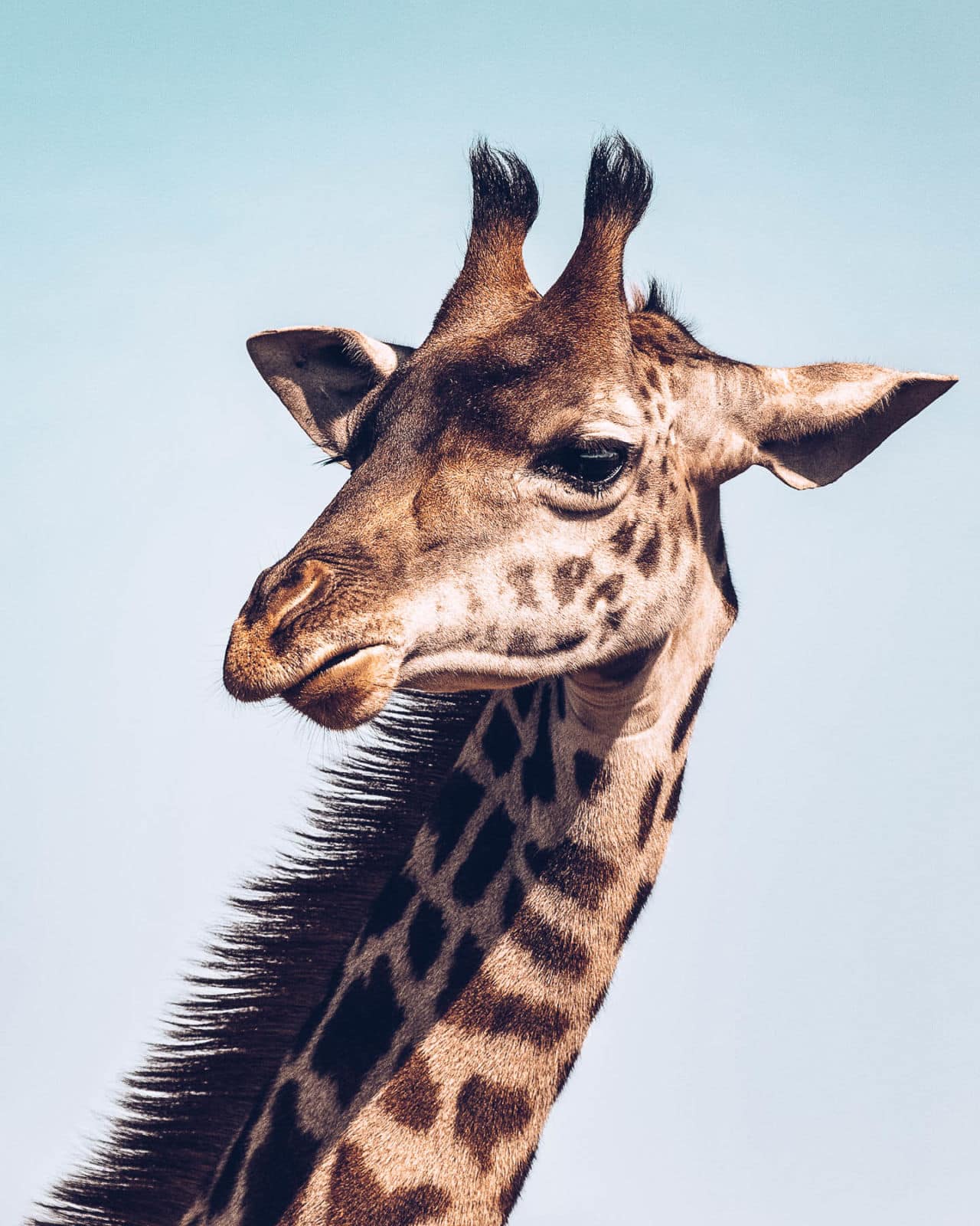 Do giraffes have 3 horns?