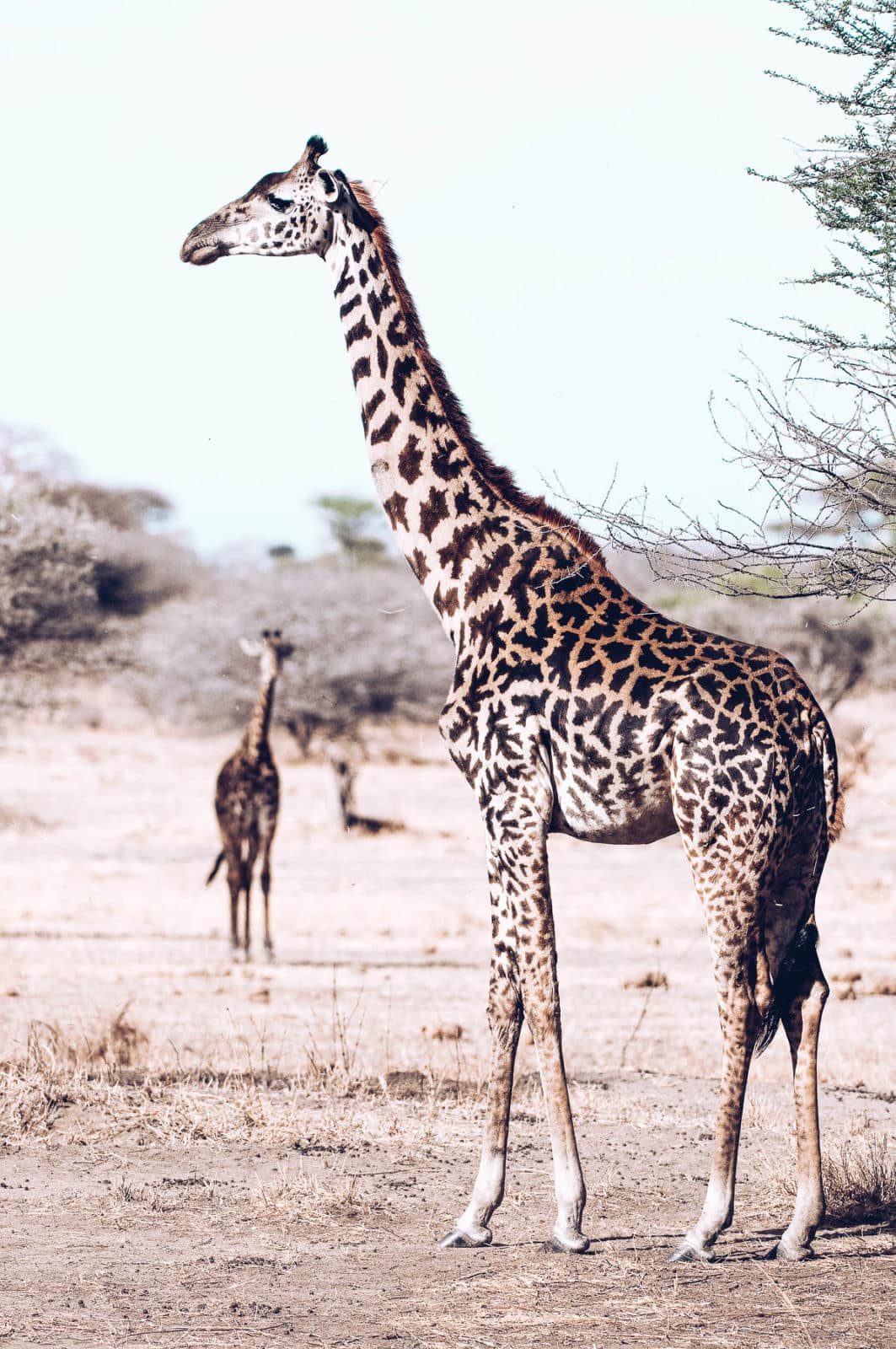 a Masai giraffe