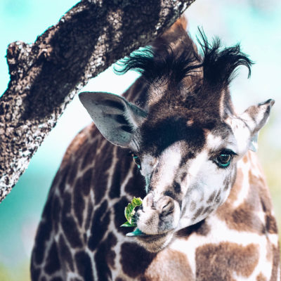 masai giraffe in ea_gcf_stock-17