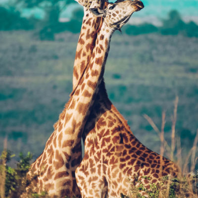 masai giraffe in ea_gcf_stock-33