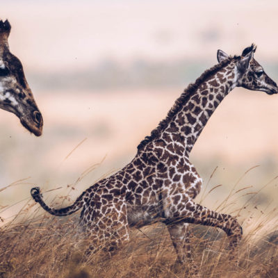 masai giraffe in ea_gcf_stock-42