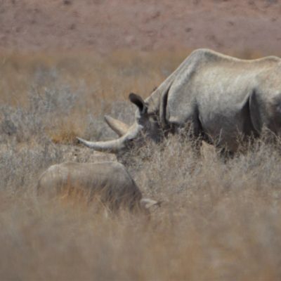 Lucky sighting of female black rhino and calf