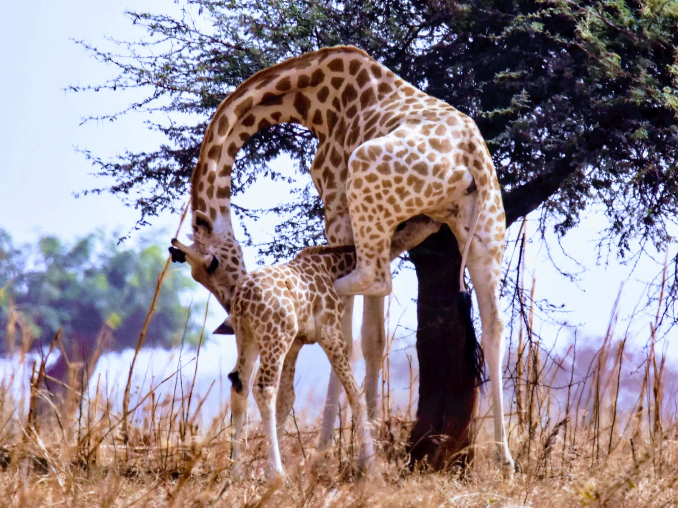 West African giraffe are going from strength to strength