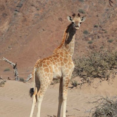 Angolan giraffe calf 3