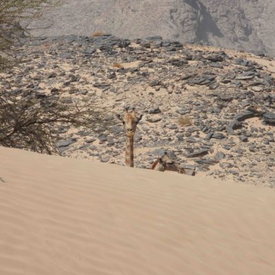 Angolan peaking over sand dune2