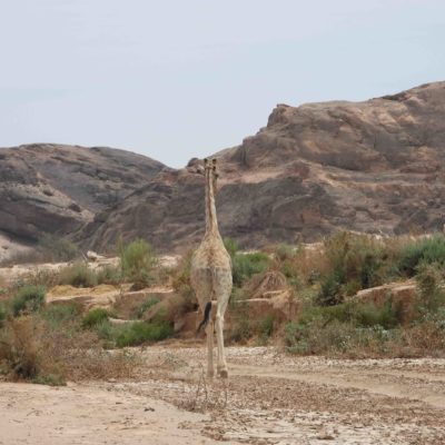 Giraffe walking in dry river2