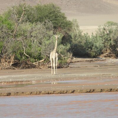 Female giraffe on an island in middle of Hoarusib