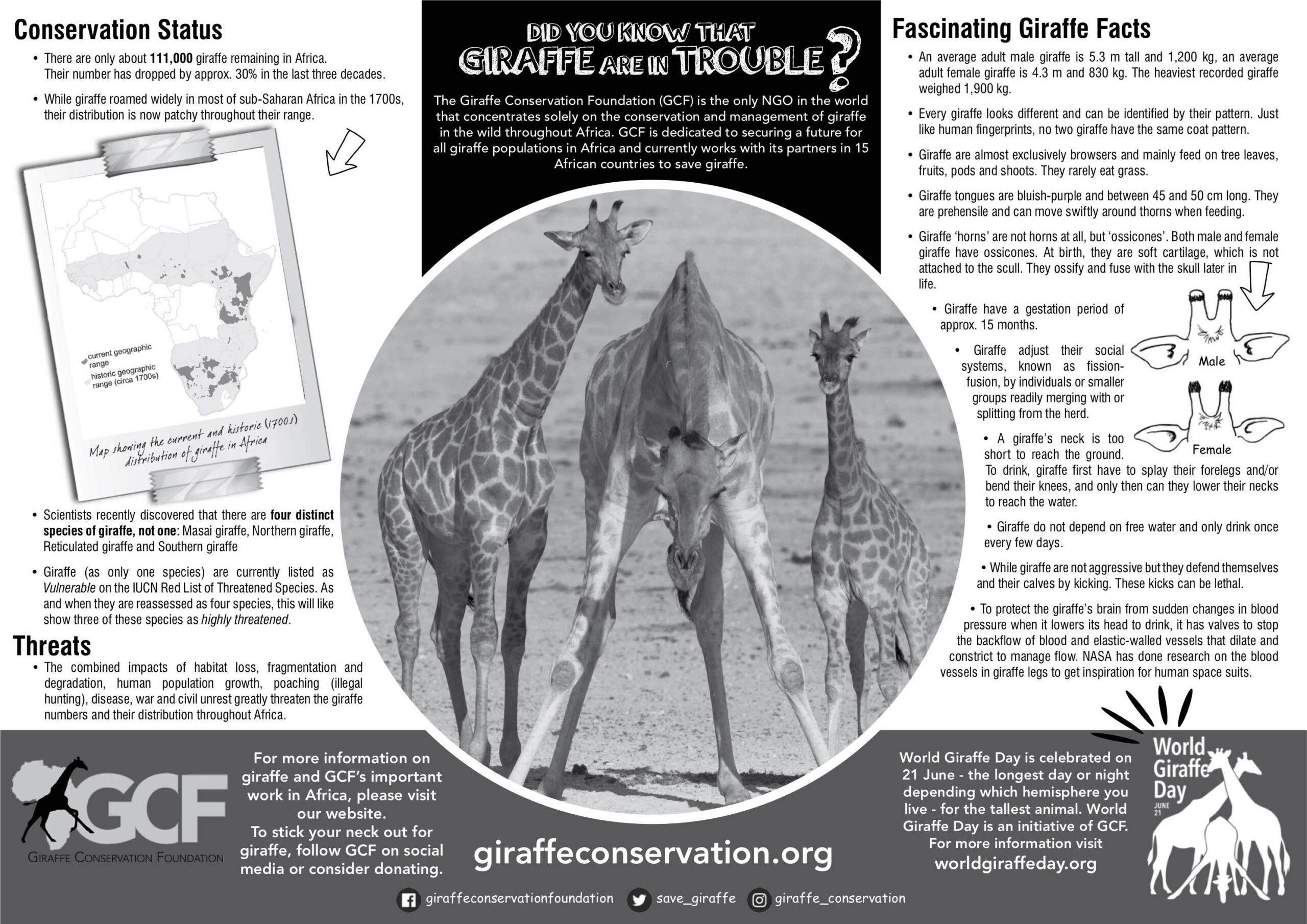 Giraffe Placemat / Activity Sheet