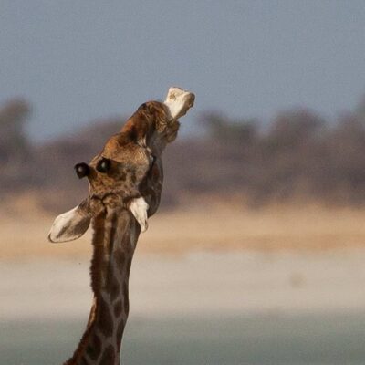 bone chewing giraffe