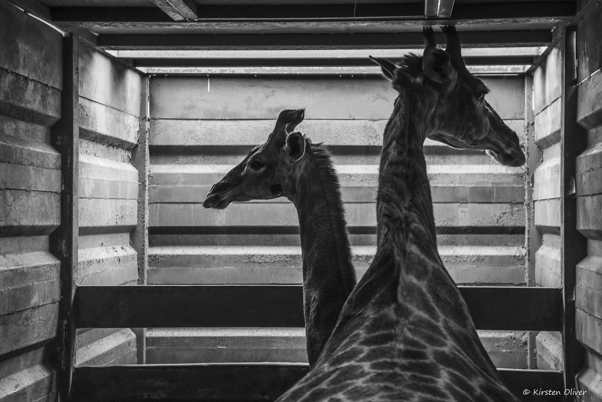 Giraffe Translocations 2020