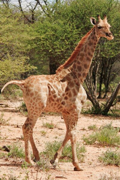 Dwarf giraffe in Namibia 1, March 2018 (c) Emma Wells, GCF
