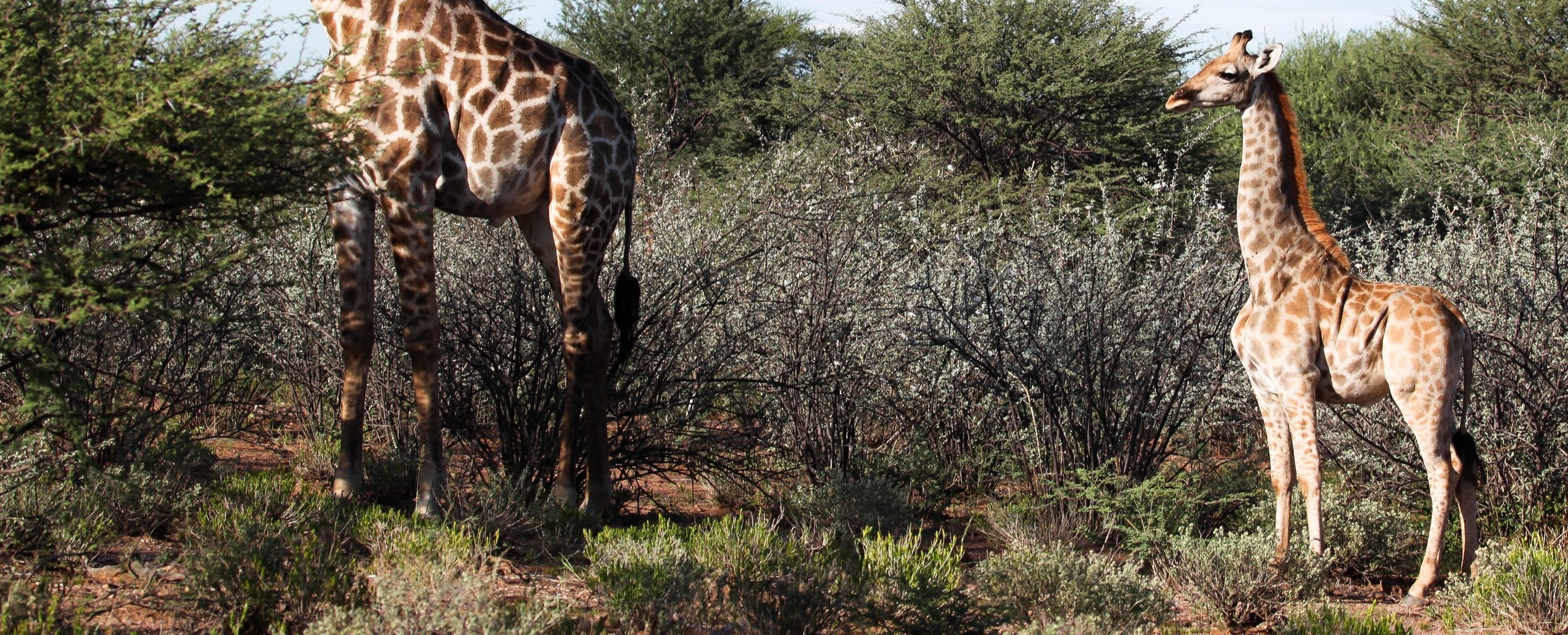 Dwarf giraffe ‘spotted’ in Namibia and Uganda