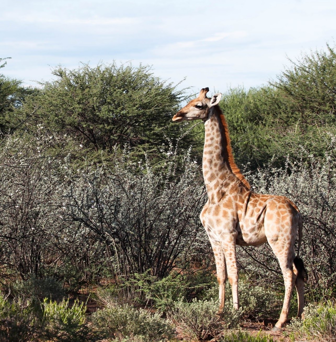 Spotless All-Brown Baby Giraffe Spotted In The Wild In Namibia