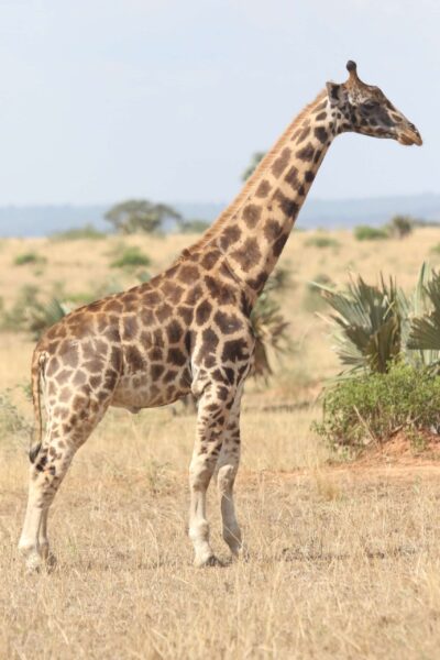 Dwarf giraffe in Uganda 1, March 2017 (c) Michael Brown, GCF