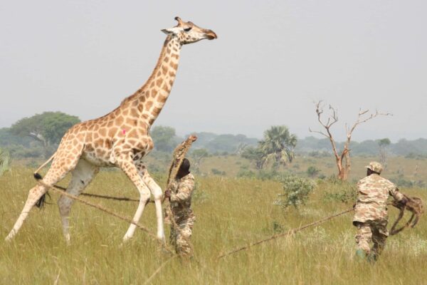 1 Nubian giraffe being capture to remove wire snare on foot in Murchison Falls NP, Uganda (c) GCF (Michael Brown)