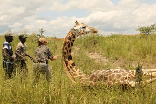 GCF team Uganda - giraffe getting up in Murchison Falls NP - copyright GCF - Sara Ferguson
