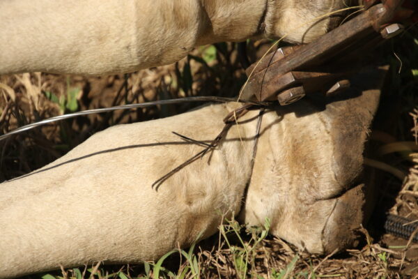 Wire snare on Nubian giraffe leg in Murchison Falls NP, Uganda (c) GCF (Michael Brown)