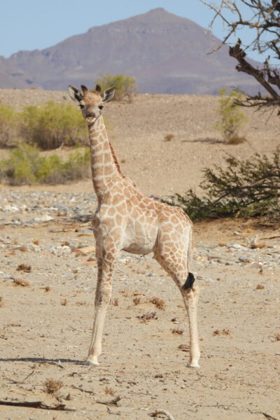 NW Namibia Vera_calf