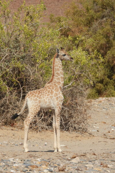 NW Namibia Vera_calf2