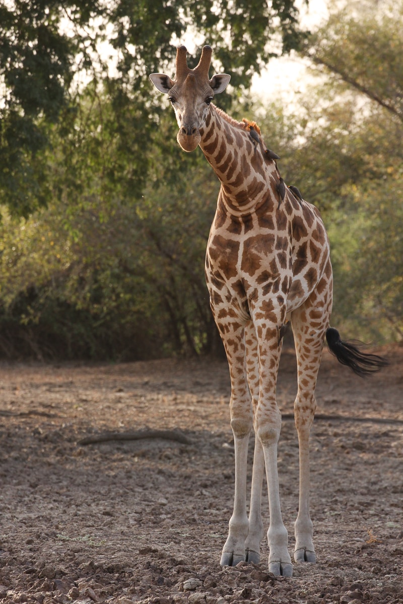 4 giraffe species confirmed