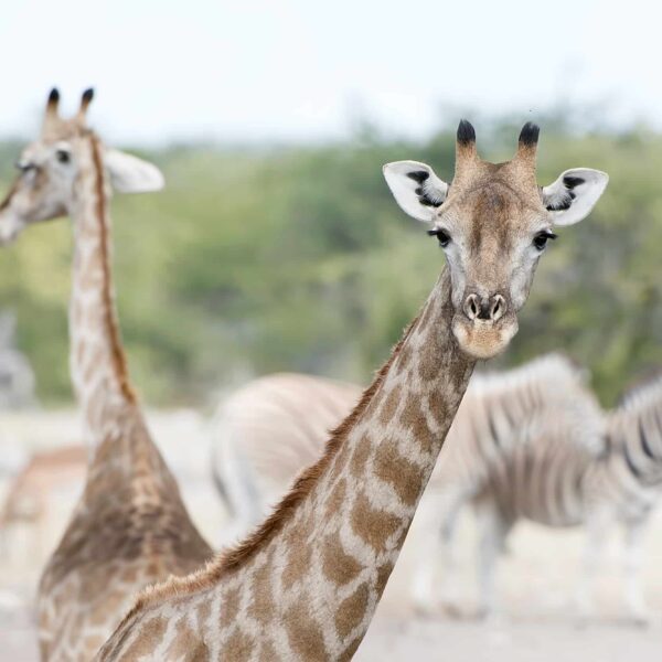 2 Southern giraffe #1 © Billy Dodson - resized