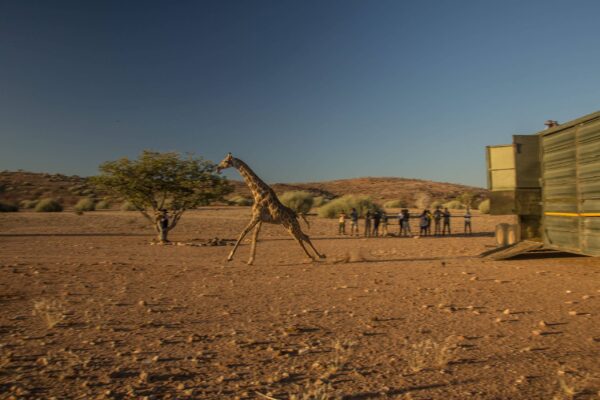 Huab Translocation - Release - 1 giraffe #4 © GCF & Jason Nott