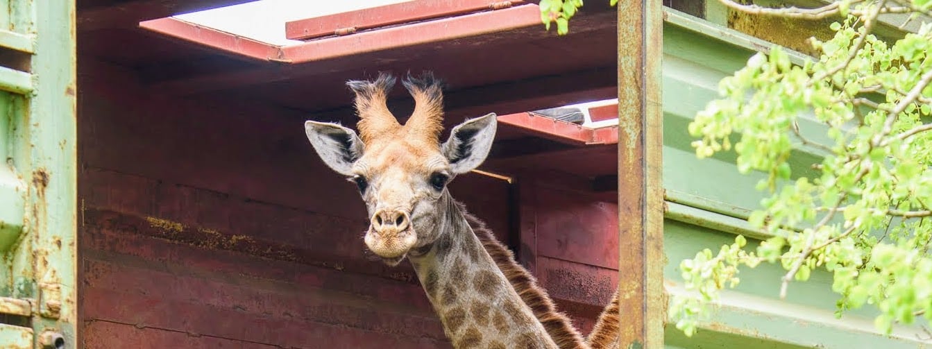 Bringing giraffe back to Mozambique