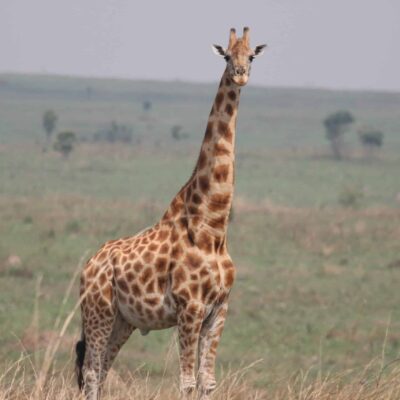 1 Kordofan giraffe - DRC - (c) African Parks
