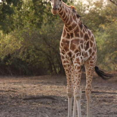 1 Kordofan giraffe covered in oxpeckers (portrait) in Zakouma NP, Chad © Pretty Fly Photography - Fiona MacKay