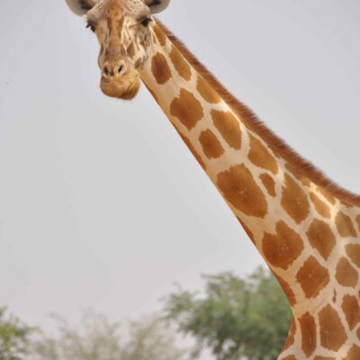 1 west african giraffe headshot (portrait), Niger © GCF