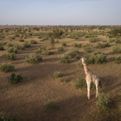 1 west african giraffe in Giraffe Zone, Niger © Sean Viljoen