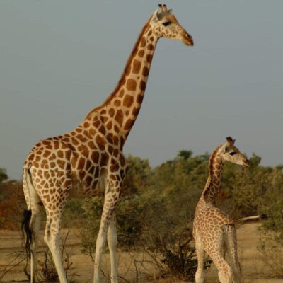 2 west african giraffe - mother and calf (portrait) in Niger © GCF