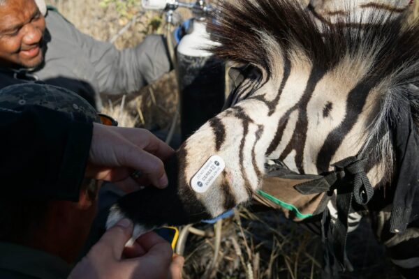 Wildlife Vet Course 2022 - CERES tag on Mountain Zebra at Etosha Heights PR, Namibia © GCF