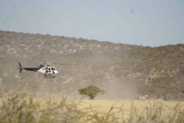 Wildlife Vet Course 2022 - Chopper darting Zebra at Etosha Heights PR, Namibia © GCF