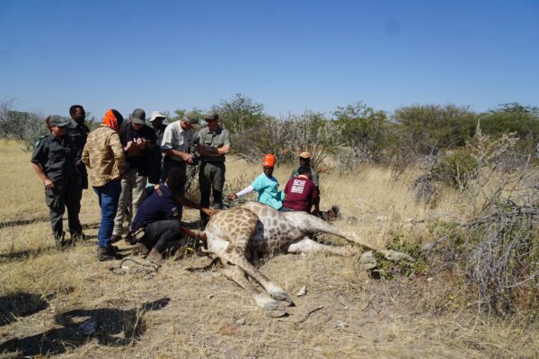 Wildlife Vet Course 2022 - Giraffe procedure #1 at Etosha Heights PR, Namibia © GCF
