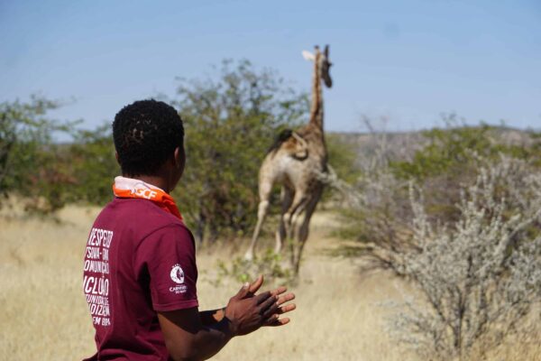 Wildlife Vet Course 2022 - Giraffe procedure #6 at Etosha Heights PR, Namibia © GCF