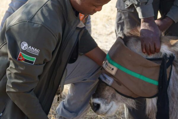 Wildlife Vet Course 2022 - Hagnesio and waterbuck at Etosha Heights PR, Namibia © GCF