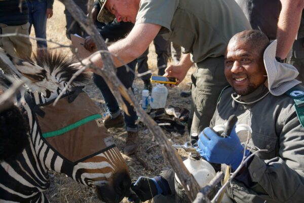 Wildlife Vet Course 2022 - MEFT staff assisting with zebra procedure at Etosha Heights PR, Namibia © GCF