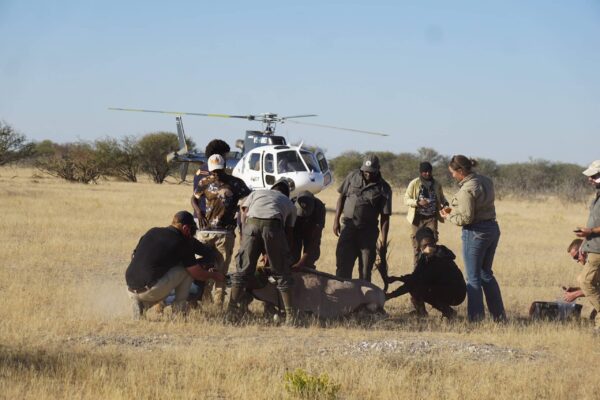 Wildlife Vet Course 2022 - Oryx procedure #1 at Etosha Heights PR, Namibia © GCF