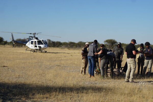 Wildlife Vet Course 2022 - Oryx procedure #2 at Etosha Heights PR, Namibia © GCF